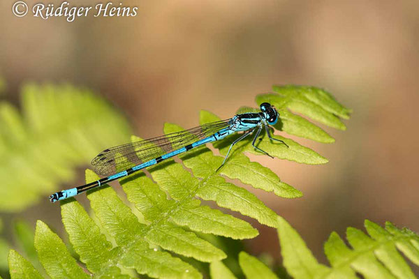 Coenagrion puella (Hufeisen-Azurjungfer) Männchen, 28.5.2023