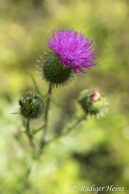 Cirsium vulgare (Gewöhnliche Kratzdistel), 1.8.2025