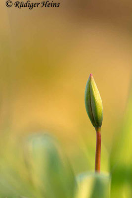 Tulipa sylvestris (Wilde Tulpe), 7.4.2023