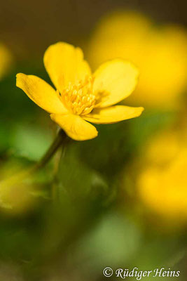 Caltha palustris (Sumpfdotterblume), 25.4.2021