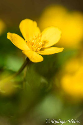Caltha palustris (Sumpfdotterblume)