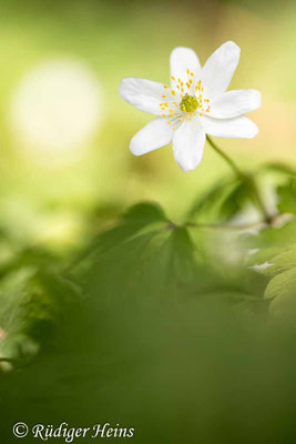 Anemone nemorosa (Buschwindröschen), 8.5.2023