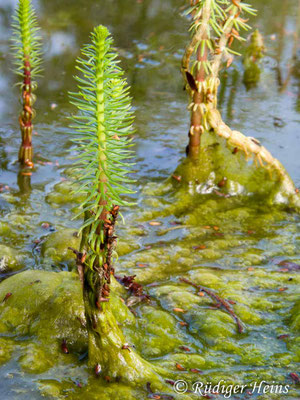 Hippuris vulgaris (Tannenwedel)