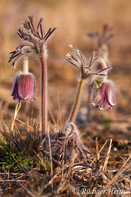 Pulsatilla pratensis (Wiesen-Kuhschelle), 24.4.2011