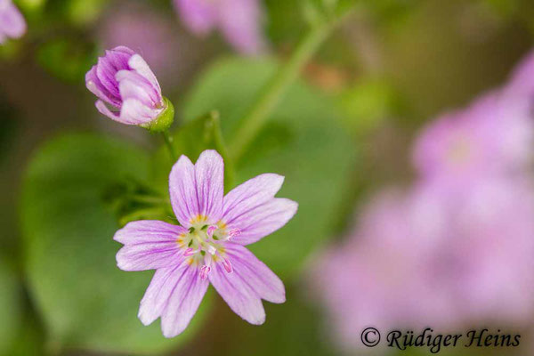 Claytonia sibirica (Sibirisches Tellerkraut), 25.5.2020