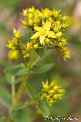 Hypericum tetrapterum (Geflügeltes Johanniskraut), 20.6.2024