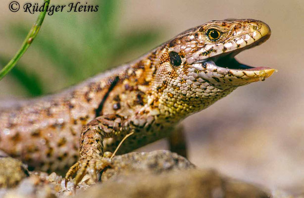 Lacerta agilis (Zauneidechse) Weibchen