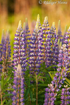 Lupinus polyphyllus (Vielblättrige Lupine)
