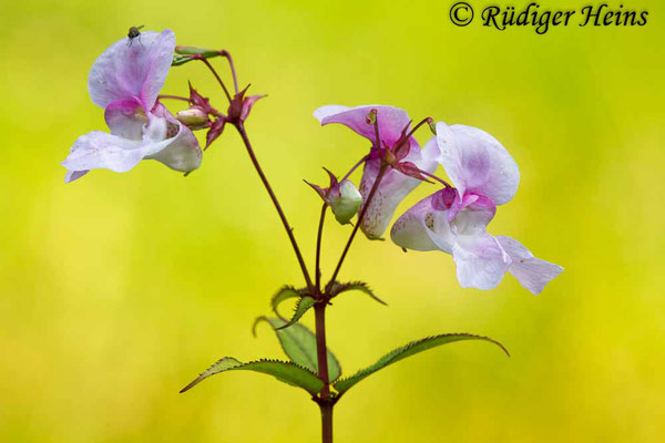 Impatiens glandulifera (Drüsiges Springkraut), 29.8.2017