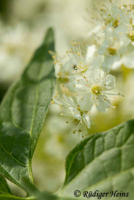 Filipendula ulmaria (Echtes Mädesüß)