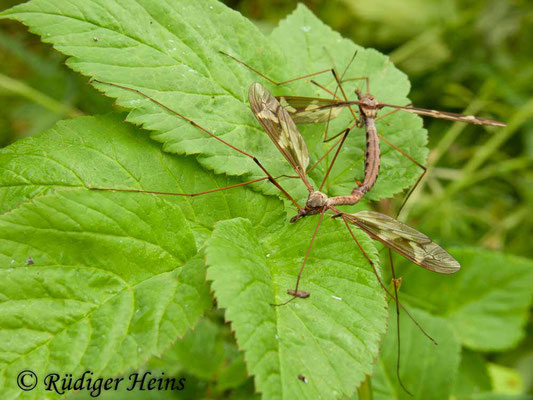 Tipula maxima (Riesenschnake) Paarung, 15.5.2011