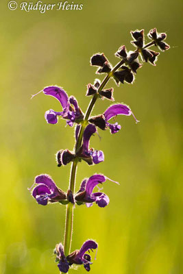 Salvia pratensis (Wiesensalbei), 6.5.2016