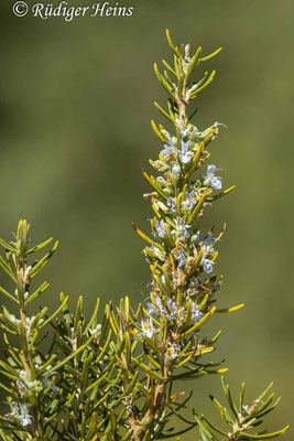 Rosmarinus officinalis (Rosmarin), 12.10.2024