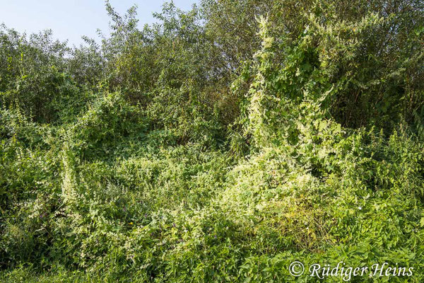 Stachelgurke (Echinocystis lobata), 20.8.2024 - Weitwinkelzoom 16-35mm f/4