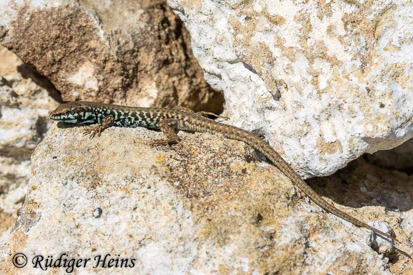 Podarcis milensis (Milos-Mauereidechse), 13.5.2024