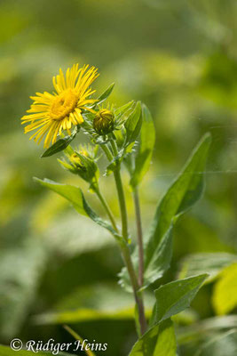 Inula britannica (Wiesen-Alant), 15.7.2024