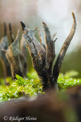 Xylaria hypoxylon (Geweihförmige Holzkeule), 28.12.2012