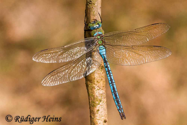 Anax imperator, Große Königslibelle, Männchen