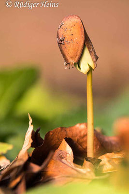 Fagus sylvatica (Rotbuche), 28.4.2023