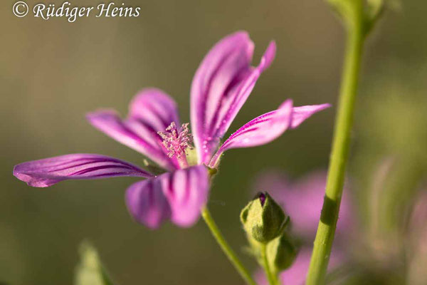 Malva sylvestris (Wilde Malve), 24.5.2024