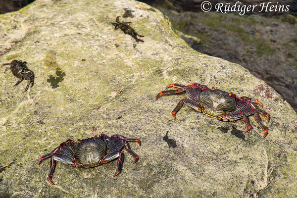 Grapsus adscensionis (Rote Felsenkrabbe), 9.10.2021