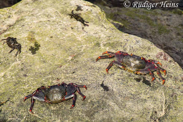 Grapsus adscensionis (Rote Felsenkrabbe)