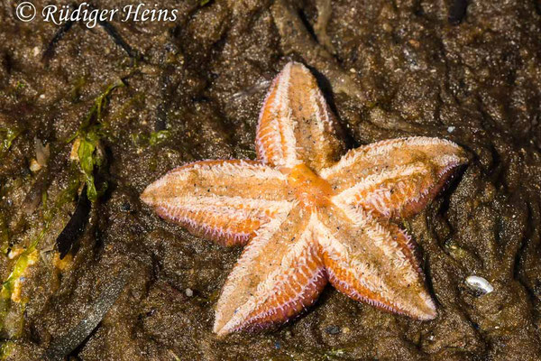 Asterias rubens (Gemeiner Seestern), 4.6.2021