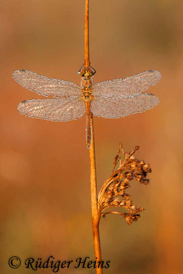 Sympetrum sanguineum (Blutrote Heidelibelle) Männchen, 2.10.2011