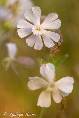 Silene latifolia (Weiße Lichtnelke), 13.9.2020