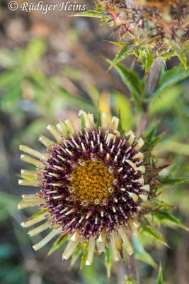 Carlina vulgaris (Golddistel)