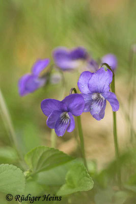 Viola riviniana (Hain-Veilchen), 28.4.2022