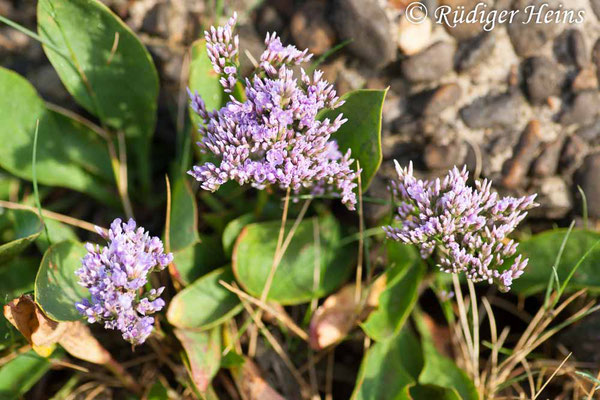 Limonium vulgare (Gewöhnlicher Strandflieder), 18.7.2008