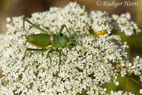 Uromenus brevicollis (Tyrrhenische Sattelschrecke) Männchen, 20.6.2018