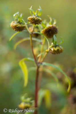 Nickender Zweizahn (Bidens cernua), 18.9.2022 - Rokkor 50mm f/1.7