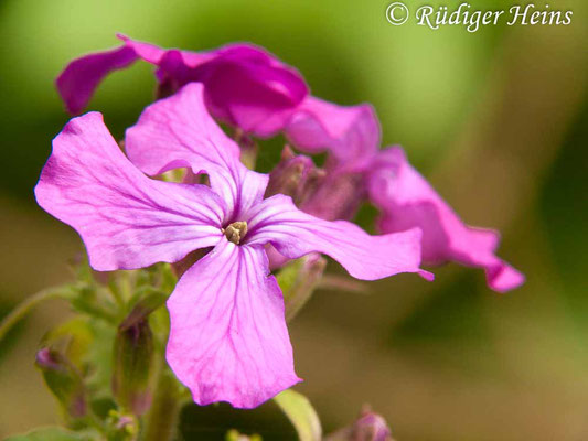 Lunaria annua (Einjähriges Silberblatt), 22.5.2010