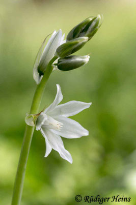 Ornithogalum nutans (Nickender Milchstern)