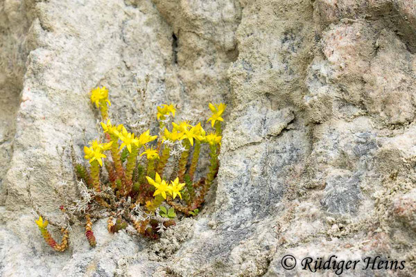 Sedum acre (Scharfer Mauerpfeffer), 8.6.2024