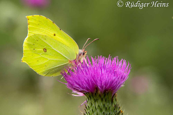 Gonepteryx rhamni (Zitronenfalter), 10.7.2019