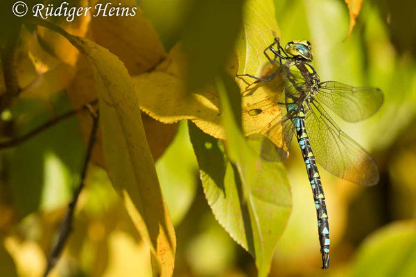 Aeshna cyanea, Blaugrüne Mosaikjungfer, Männchen