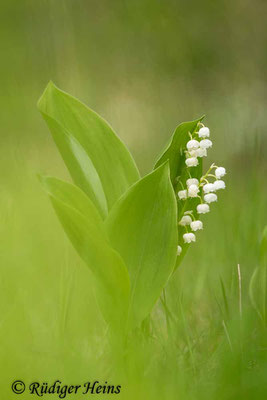 Convallaria majalis (Maiglöckchen), 2.6.2021