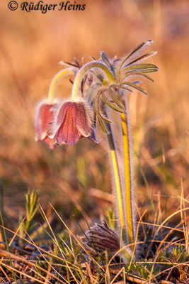 Pulsatilla pratensis (Wiesen-Kuhschelle)