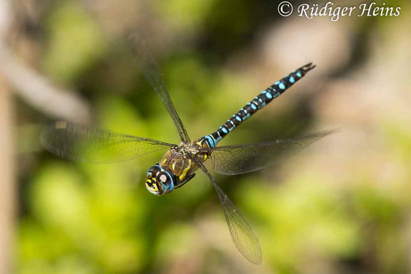 Aeshna mixta, Herbst-Mosaikjungfer, Männchen