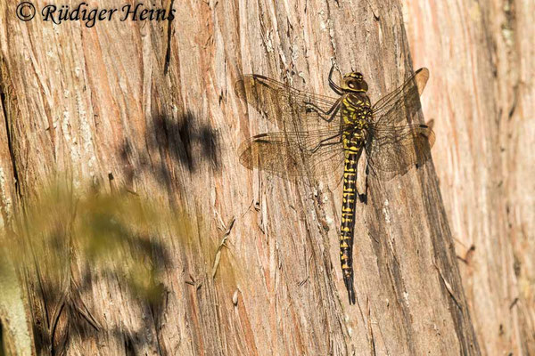 Aeshna juncea, Torf-Mosaikjungfer, Weibchen