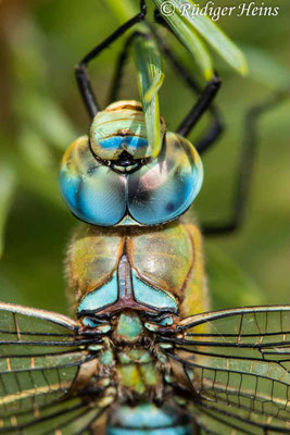 Anax imperator, Große Königslibelle, Männchen