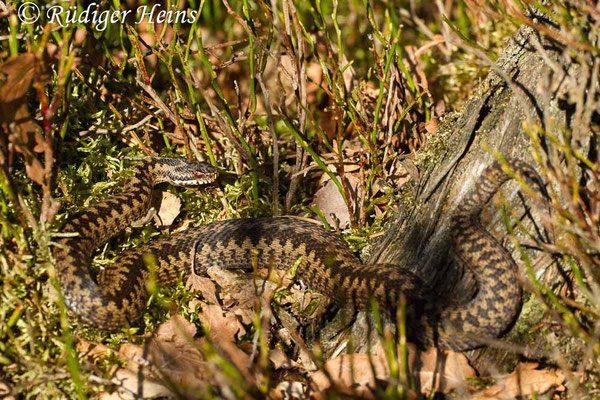 Vipera berus (Kreuzotter) Männchen, 28.3.2017  