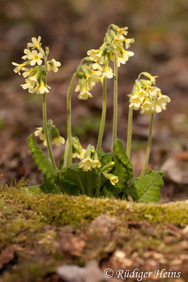 Primula elatior (Hohe Schlüsselblume), 8.4.2012