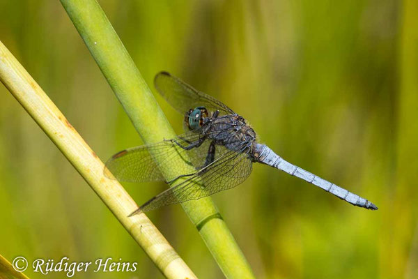 Orthetrum coerulescens (Kleiner Blaupfeil) Männchen
