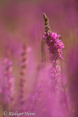 Lythrum salicaria (Gewöhnlicher Blutweiderich), 11.8.2021