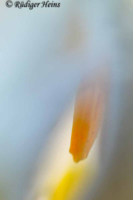 Leucojum vernum (Frühlingsknotenblume oder Märzenbecher)