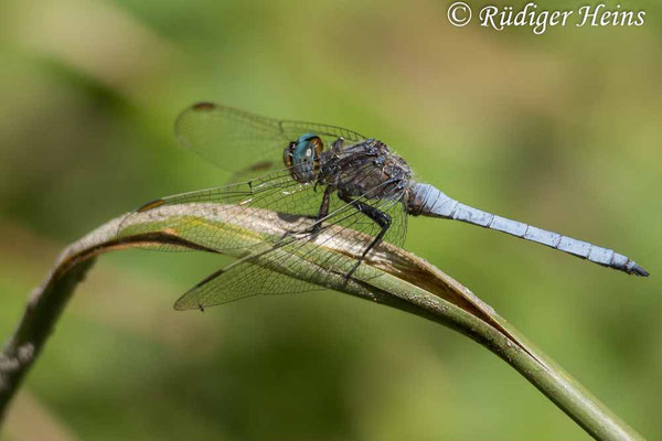 Südöstlicher Kleiner Blaupfeil (Orthetrum coerulescens anceps) Männchen